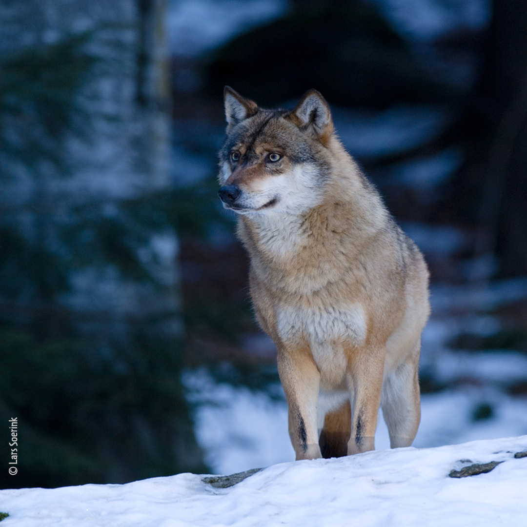 Οργανώσεις προς Υπουργό ΠΕΝ: προστατέψτε τους λύκους της Ευρώπης