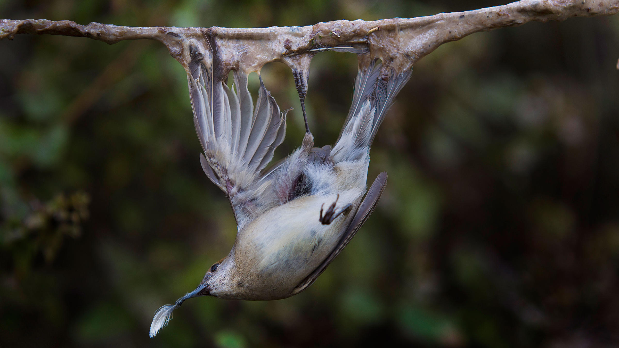 Blackcap illegal trapping Birdlife Europe Flight for Survival