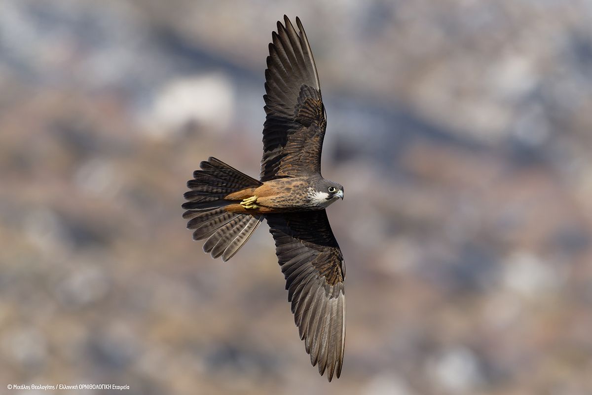 Falco eleonorae MTheologitis