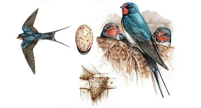 Hirundo Nacho Sevilla Ilustraciones